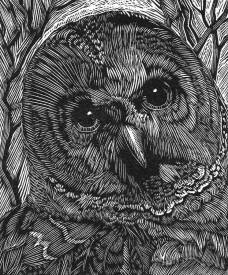 /userimg/oXj1J/Barred Owl.jpg